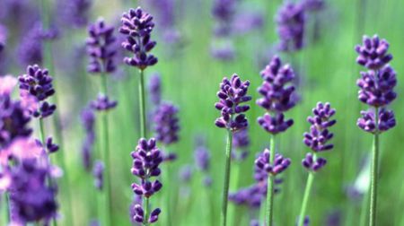 就有不少看薰衣草的好地方。盘点国内9个最浪漫的庄。开元棋牌app看薰衣草何必舍近求远非去普罗旺斯国内(图2)