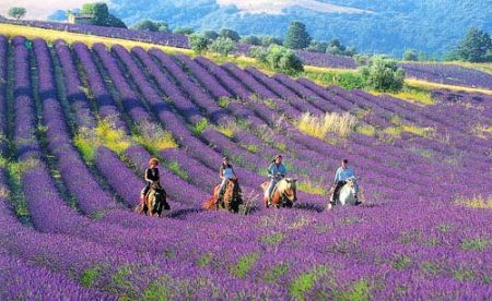 就有不少看薰衣草的好地方。盘点国内9个最浪漫的庄。开元棋牌app看薰衣草何必舍近求远非去普罗旺斯国内(图4)