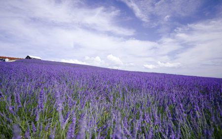 就有不少看薰衣草的好地方。盘点国内9个最浪漫的庄。开元棋牌app看薰衣草何必舍近求远非去普罗旺斯国内(图7)